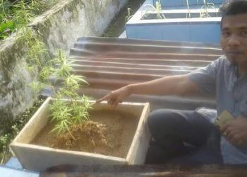 Wow !!! Warga Temukan Tanaman Ganja DiTPU