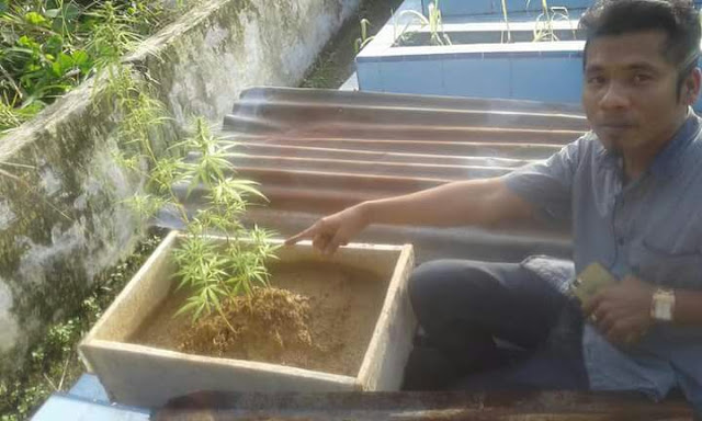 Wow !!! Warga Temukan Tanaman Ganja DiTPU