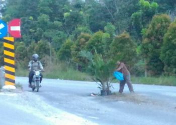 Warga Tanam Pohon Sawit di Tengah Jalan Lintas Pekanbaru – Bangkinang Wilayah Kualu Nenas Tambang