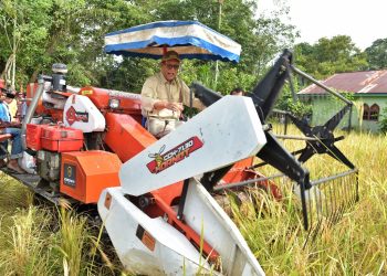 Bupati Panen Raya Di Pulau Tinggi