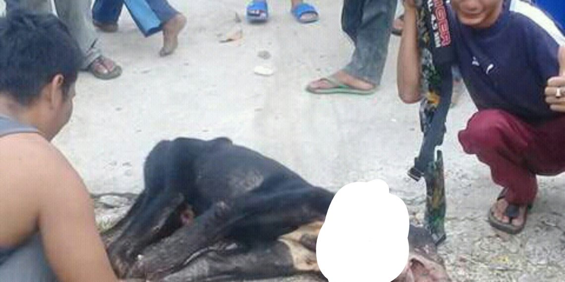 Heboh ! Beruang Liar Masuk Kerumah Warga