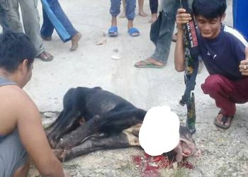 Heboh ! Beruang Liar Masuk Kerumah Warga