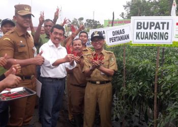 Bupati Kuansing Panen raya Cabai di Desa Benai kecil Kecamatan Benai