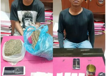 2 Gembong Narkoba Jenis Daun Ganja Kering Diringkus Satresnarkoba Polres Kampar