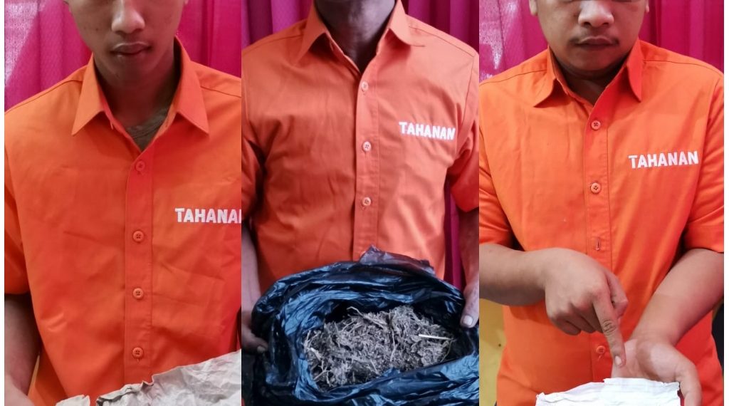 Polsek Tapung Hulu Ringkus 3 Pelaku Narkoba Jenis Daun Ganja Kering di 3 TKP