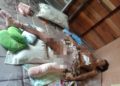Kapolsek Tambang Bantu Warga Desa Kualu Korban Kecelakaan Dengan Kondisi Memprihatinkan