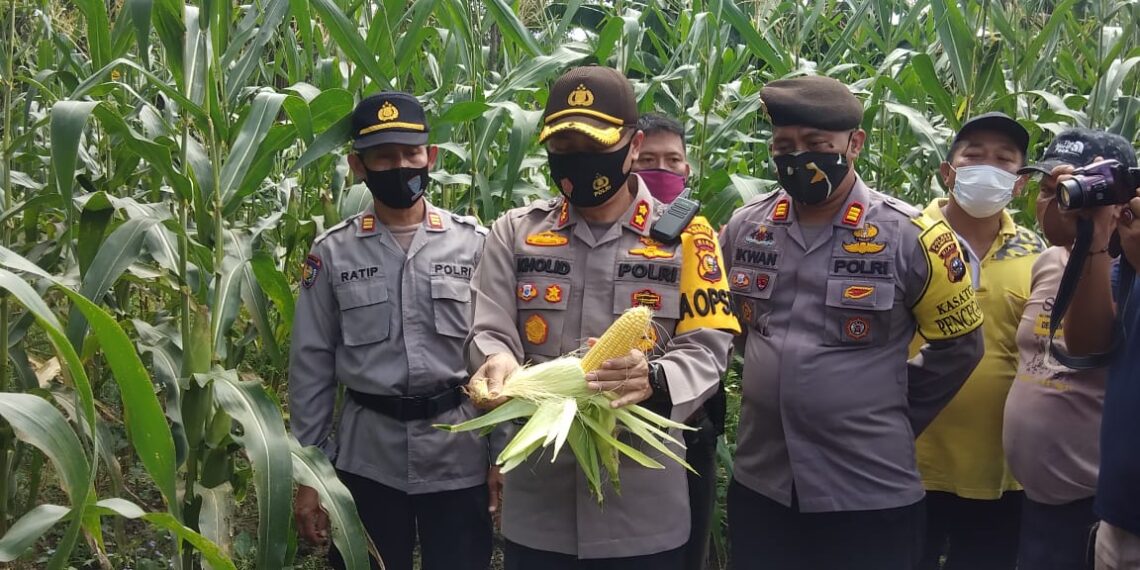 Kapolres Kampar : Gerakan Jaga Kampung Program Ketahanan Pangan di Desa Laboy Jaya Sukses