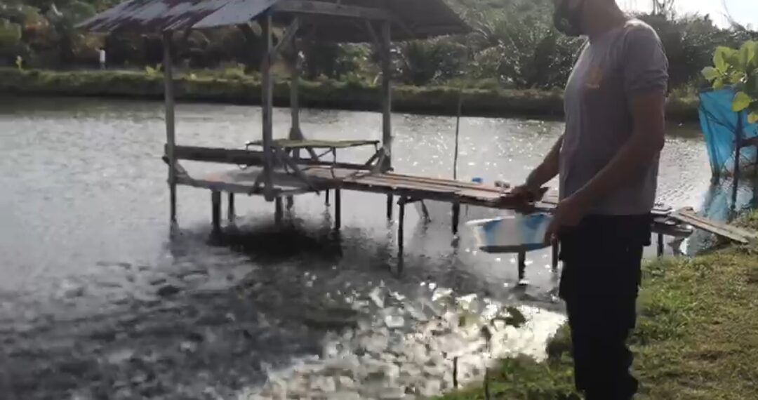Terinspirasi Program Jaga Kampung Polda Riau, Ipda Alreflus dari Polres Kampar Kembangkan Ternak Ikan