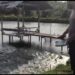 Terinspirasi Program Jaga Kampung Polda Riau, Ipda Alreflus dari Polres Kampar Kembangkan Ternak Ikan