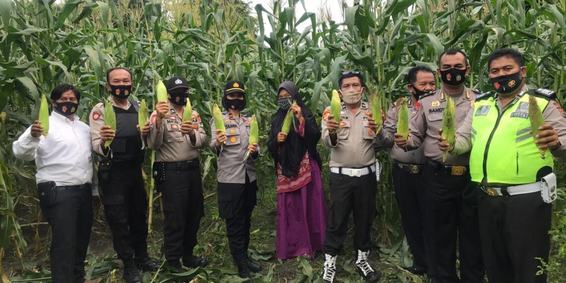 Kapolsek Bangkinang Barat Bersama Camat Kuok, Lakukan Panen Jagung Program Jaga Kampung Ketahanan Pangan