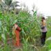 Bhabinkamtibmas Polsek Kampar Kiri Hilir ini Gandeng Kelompok Tani, Gelorakan Program Jaga Kampung Polda Riau