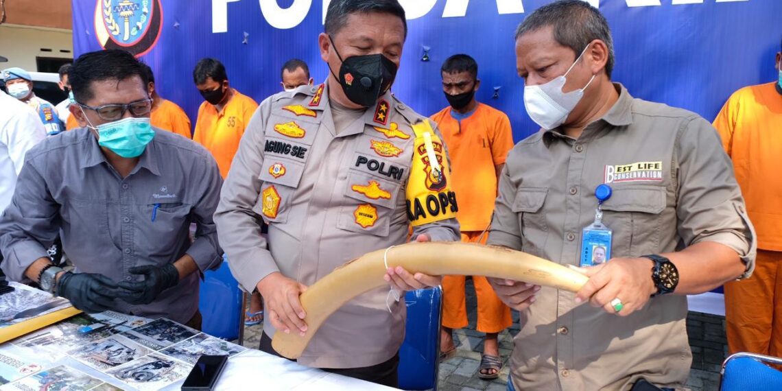 Polda Riau Tangkap 3 Orang Tersangka Sindikat Perdagangan Gading Gajah