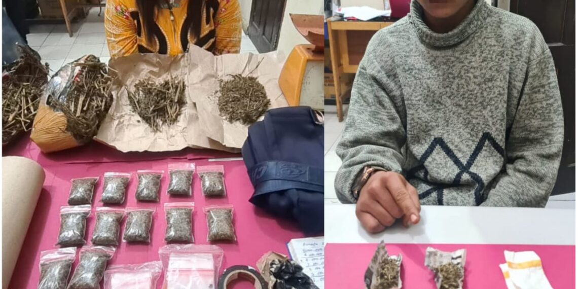Jual Daun Ganja Kering, Seorang Wanita Ditangkap Resnarkoba Polres Kampar di Kota Pekanbaru