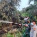 Kebakaran Lahan Sawit di Pandau Jaya, Kapolsek Siak Hulu Bersama Danramil Pimpin Pemadaman