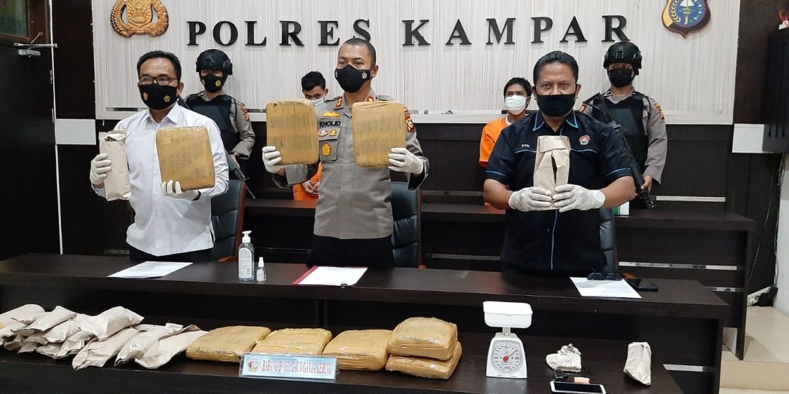 Kapolres Kampar Didampingi Kasatres Narkoba Ekspos Tangkapan 9,65 Kg Daun Ganja Kering