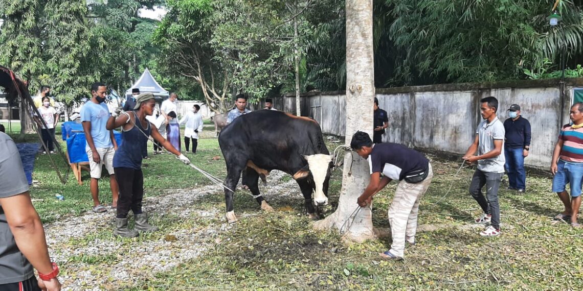 Keluarga Besar Polres Kampar Sembelih 12 Ekor Hewan Qurban Pada Idul Adha 1442-H
