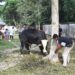 Keluarga Besar Polres Kampar Sembelih 12 Ekor Hewan Qurban Pada Idul Adha 1442-H