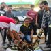 Tim Gabungan Subdit IV Krimsus dan BKSDA Tangkap 4 Pelaku Perdagangan Satwa Dilindungi