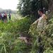 Warga Kampar Utara Temukan Jasad Wanita Tak Dikenal Didalam Parit, Polisi Masih Selidiki Identitasnya