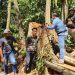 Atensi Perintah Kapolda Riau, Polres Kampar Tangkap 2 Pelaku Illegal Logging di Wilayah Kuok