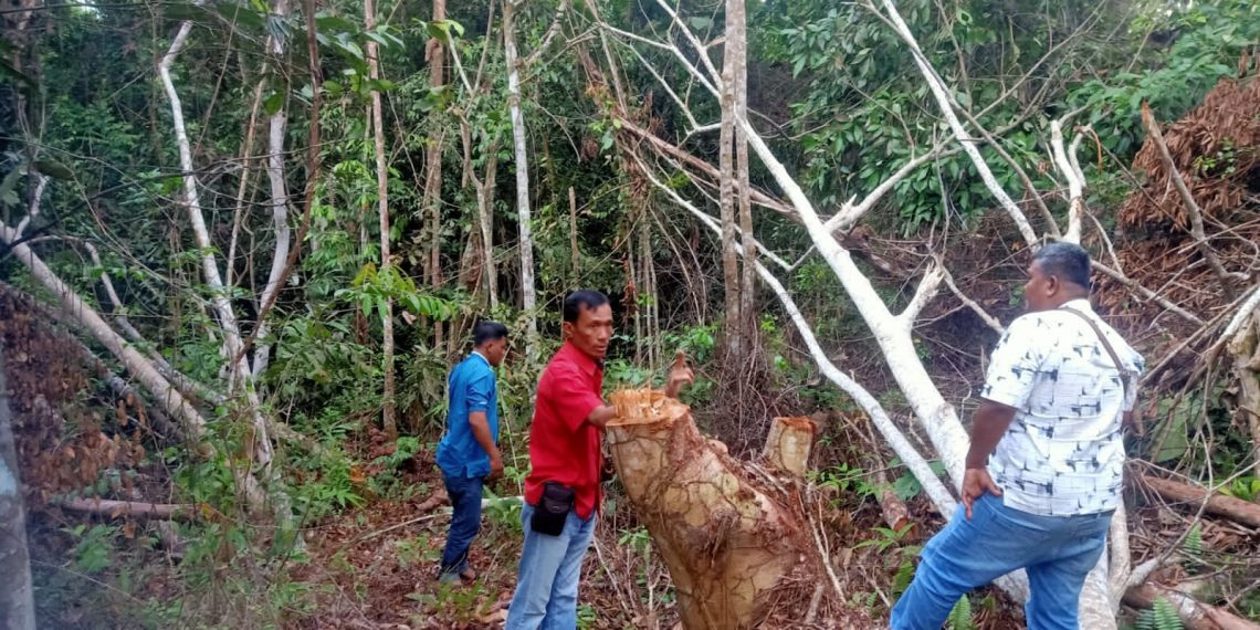 Polsek Kampar Kiri Tangkap Pelaku Illegal Logging di Kawasan Hutan Konservasi Area PT. PSPI