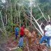 Polsek Kampar Kiri Tangkap Pelaku Illegal Logging di Kawasan Hutan Konservasi Area PT. PSPI