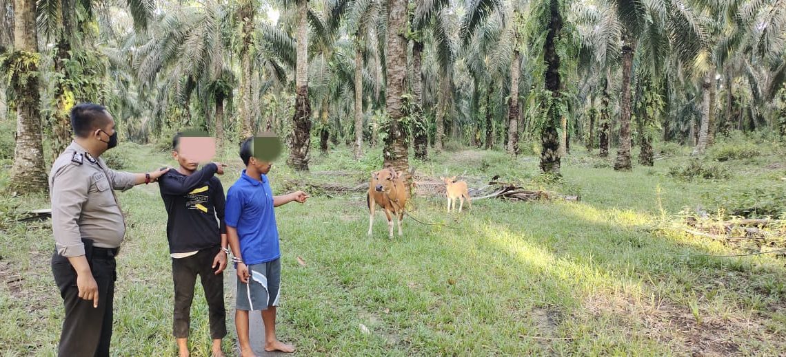 Dua Pelaku Pencuri Ternak di Ringkus Polsek Tapung Hilir