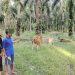 Dua Pelaku Pencuri Ternak di Ringkus Polsek Tapung Hilir
