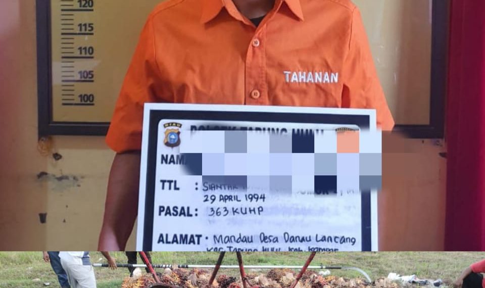 Polisi Ringkus Pelaku Pencurian Buah Sawit 145 Tandan