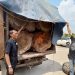 Polsek Kampar Kiri Tangkap Mobil Bermuatan Kayu Ilegalloging di Desa Lipat Kain