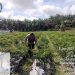 Bhabinkamtibmas Gading Sari Berikan Sentuhan “Sehat dan Aman” di Kebun dan Kolam Warga!