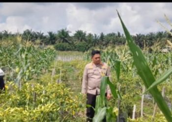 Kapolsek Tapung Hilir Dorong Kemandirian Pangan, Motivasi Warga Desa Kijang Makmur!