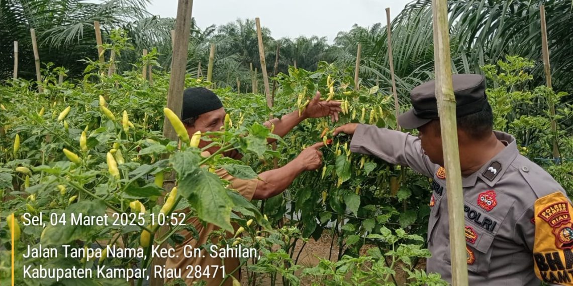 Bhabinkamtibmas Polsek Kampar Kiri Dorong Kemandirian Pangan, Tanam Cabe dan Terong di Pekarangan Warga!