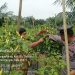 Bhabinkamtibmas Polsek Kampar Kiri Dorong Kemandirian Pangan, Tanam Cabe dan Terong di Pekarangan Warga!