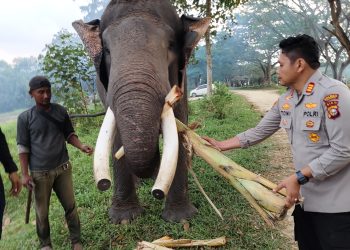 Langkah Nyata Kapolsek Tapung Hilir di Hari Bhayangkara ke 79: Jaga Gajah Liar dan Lindungi Warga!