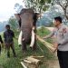 Langkah Nyata Kapolsek Tapung Hilir di Hari Bhayangkara ke 79: Jaga Gajah Liar dan Lindungi Warga!