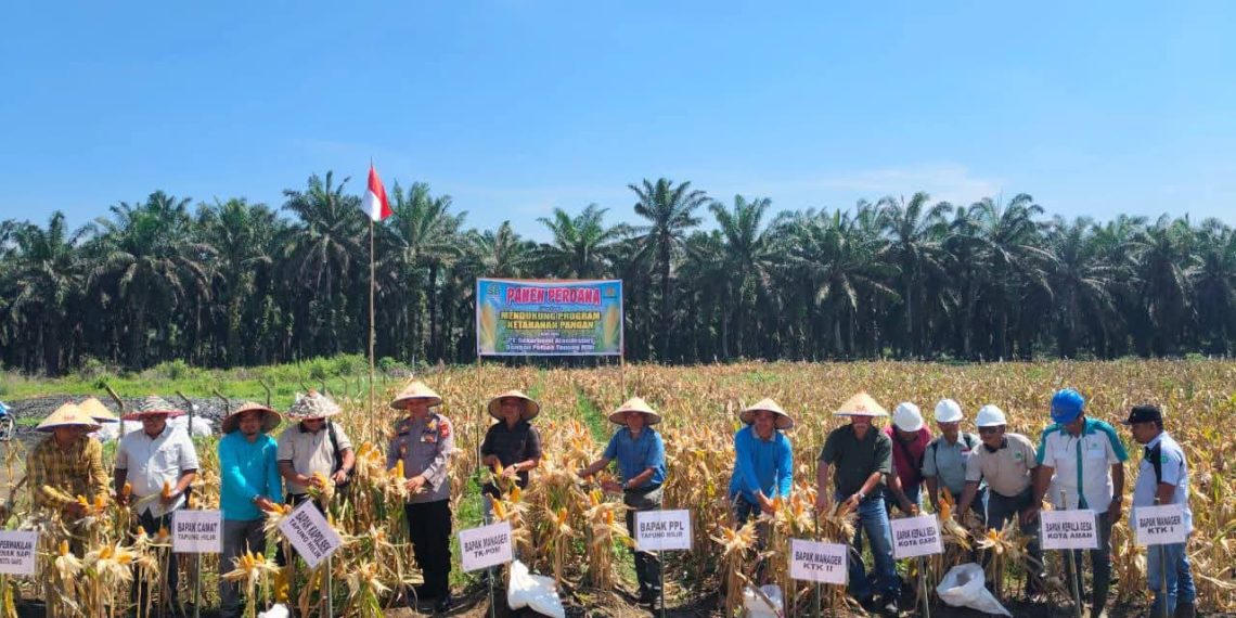 Polsek Tapung Hilir dan PT. Sekar Bumi Alam Lestari Lakukan Panen Perdana Jagung Pipil di Desa Kota Garo