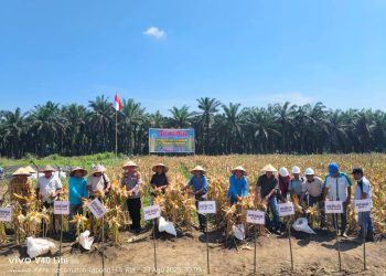 Polsek Tapung Hilir dan PT. Sekar Bumi Alam Lestari Lakukan Panen Perdana Jagung Pipil di Desa Kota Garo