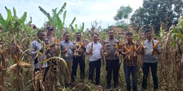 Panen Jagung Pipil Kuartal I Berhasil Dilaksanakan, Polsek Tapung Hilir Dukung Program Ketahanan Pangan Desa Kota Bangun