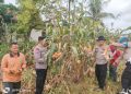 Polsek Kampar Kiri Hilir Meramaikan Panen Jagung Pipil, Dukung Program Swasembada Pangan Desa Simalinyang 