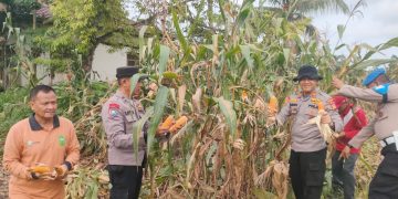 Polsek Kampar Kiri Hilir Meramaikan Panen Jagung Pipil, Dukung Program Swasembada Pangan Desa Simalinyang 