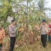 Polsek Kampar Kiri Hilir Meramaikan Panen Jagung Pipil, Dukung Program Swasembada Pangan Desa Simalinyang 