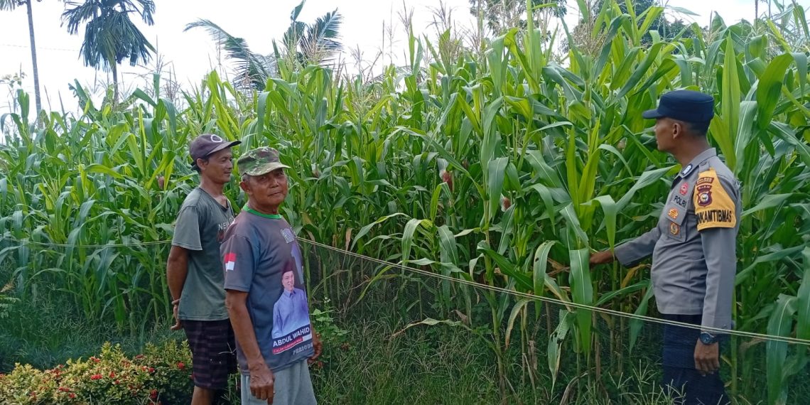 POLSEK KAMPAR KIRI HILIR PERIKSA TANAMAN JAGUNG KELOMPOK TANI RUKUN SENTOSA, KONDISI BAGUS DAN SIAP PANEN JUNI