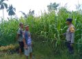 POLSEK KAMPAR KIRI HILIR PERIKSA TANAMAN JAGUNG KELOMPOK TANI RUKUN SENTOSA, KONDISI BAGUS DAN SIAP PANEN JUNI
