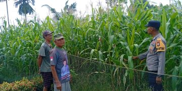 POLSEK KAMPAR KIRI HILIR PERIKSA TANAMAN JAGUNG KELOMPOK TANI RUKUN SENTOSA, KONDISI BAGUS DAN SIAP PANEN JUNI