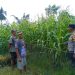 POLSEK KAMPAR KIRI HILIR PERIKSA TANAMAN JAGUNG KELOMPOK TANI RUKUN SENTOSA, KONDISI BAGUS DAN SIAP PANEN JUNI