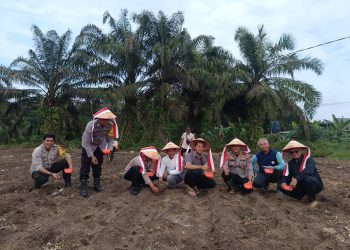 Polsek Tapung Garap 1,5 Hectar Lahan Untuk Penanaman Jagung Kuartal Ii, Dukung Swasmbada Pangan Desa Bencah Kelubi
