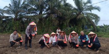 Polsek Tapung Garap 1,5 Hectar Lahan Untuk Penanaman Jagung Kuartal Ii, Dukung Swasmbada Pangan Desa Bencah Kelubi