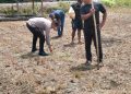 Polsek Kampar Garap 2 Hectar Lahan Untuk Penanaman Jagung, Dukung Program Asta Cita Ketahanan Pangan Desa Kayu Aro