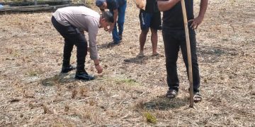 Polsek Kampar Garap 2 Hectar Lahan Untuk Penanaman Jagung, Dukung Program Asta Cita Ketahanan Pangan Desa Kayu Aro